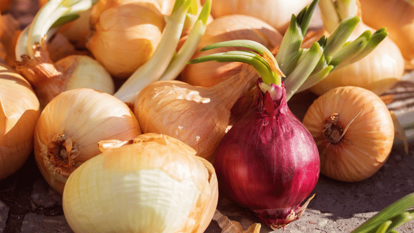 Zwiebeln für das natürliche Einfärben von Textilien