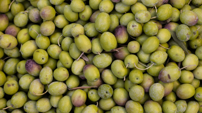 Woran erkennt man ein gutes polyphenolreiches Olivenöl?