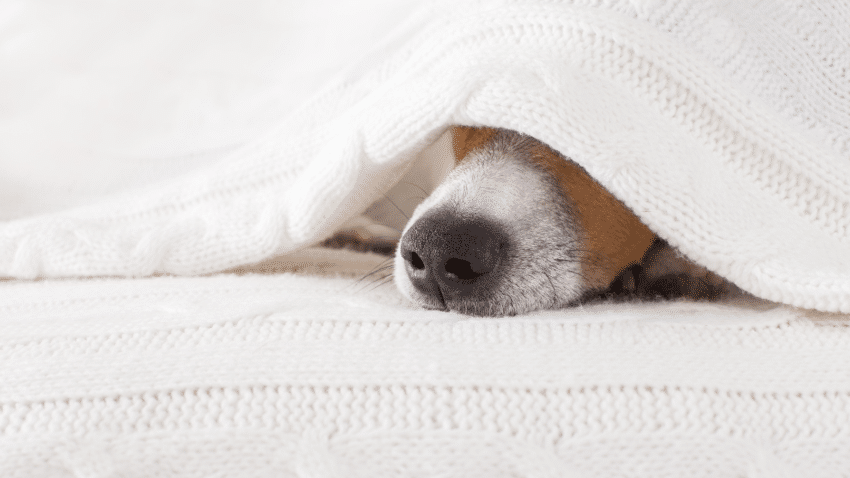 Purinarme Diät bei Hunden mit zu viel Harnsäure
