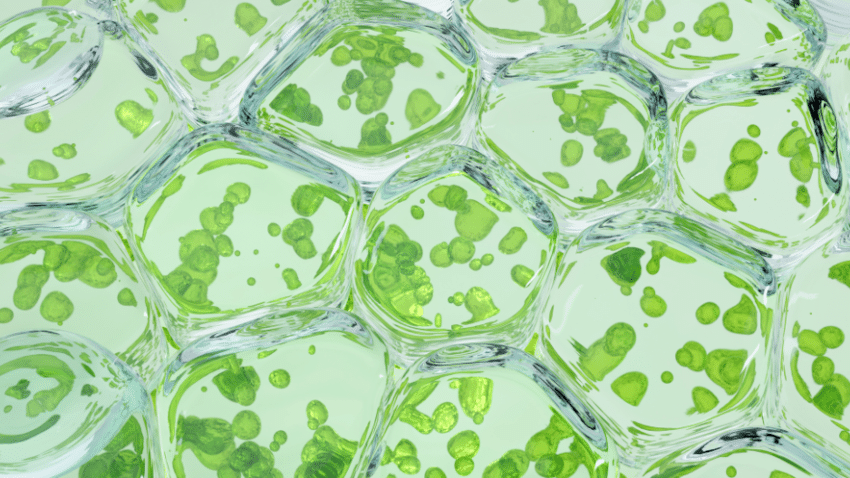Chlorophyll gegen Schwitzen und Schweißgeruch