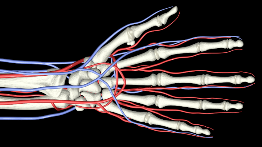 Die physiologische Grundlage von Palm Cooling sind die sogenannten arteriovenösen Anastomosen (AVA).