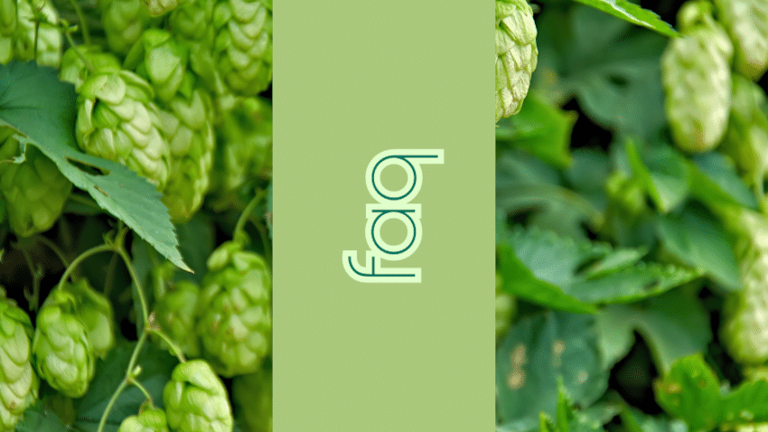 Die wichtigsten Fragen und Antworten zu Cremes und Seren mit Phytoöstrogenen