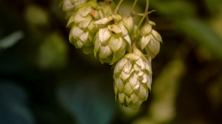 8-Prenylnaringenin – das wirksamste Phytoöstrogen