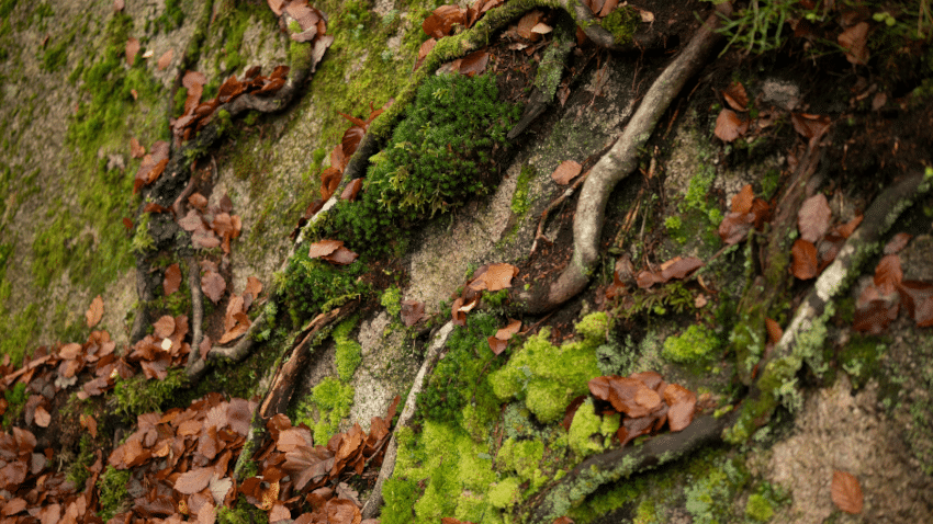 Vorteile von Bio-Kräuterölen