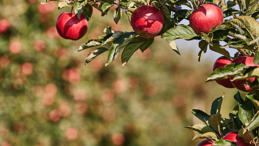 Darauf solltest du beim Kauf von Apfelpektin-Pulver und Apfelpektin-Kapseln achten + Produktempfehlung