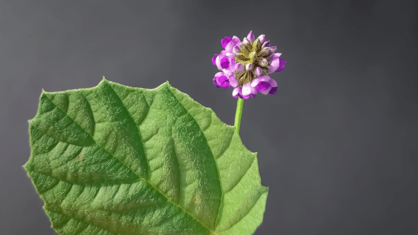 Bakuchiol ist die wohl beste Alternative aus der Natur zu Retinol und Retinal