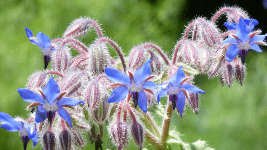 Das macht Borretsch und seine Samen für ein kaltgepresstes Öl so besonders