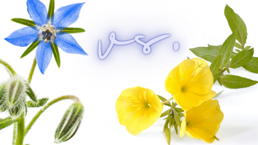 Vergleich von Bio-Borretschöl und Bio-Nachtkerzenöl. Welches ist besser?