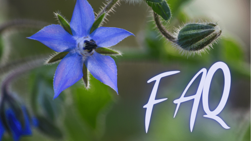 Die wichtigsten Infos zu Bio-Borretschöl kompakt zusammengefasst in einem FAQ-Bereich