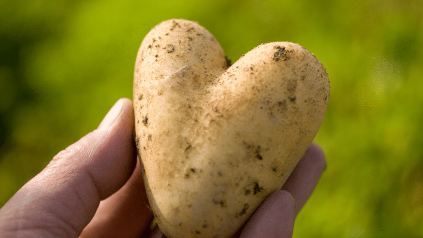 zwölf beliebte Kartoffelsorten