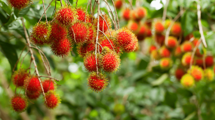 Extrakte aus Rambutan sind eine moderne, hautstärkende Alternative zu Retinol und Retinal mit Fokus auf Elastizität