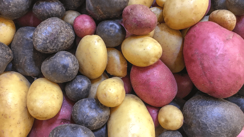 Vorteile von seltenen und bunten Kartoffelsorten