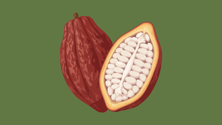 Die Kakaofrucht als neuer Inhaltsstoff für Lebensmittel