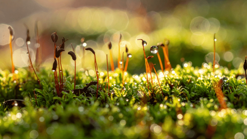 Darum eignen sich Moose als Bestandteil für nachhaltigen Beton
