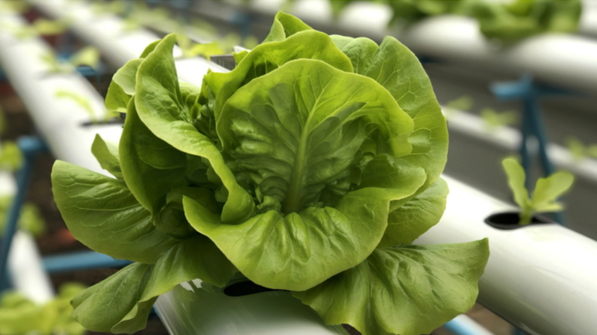 Nachhaltigkeitsaspekte im Ernährungssystem