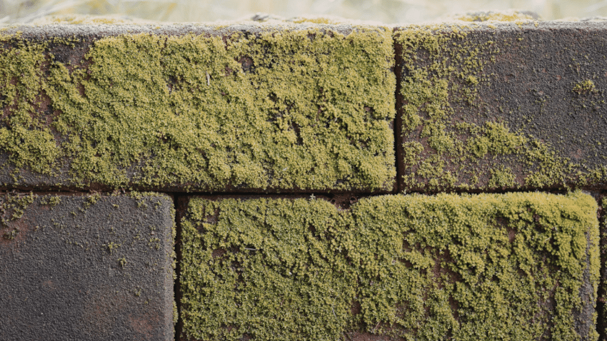 Moosbeton als Element der Bioökonomie