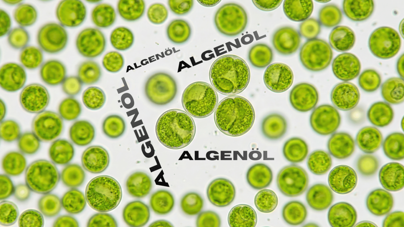 Kompakter Artikel über die wichtigsten Fakten zum Thema Algenöl als Omega-3-Supplement