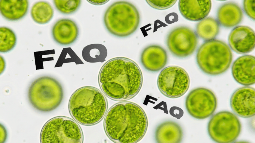 FAQ Algenöl
