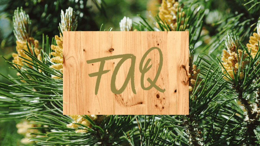 Die wichtigsten Fragen und Antworten zur Verwendung und zur Nachhaltigkeit von Zirbenholz