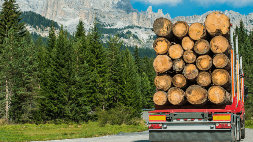 Ist Zirbenholz wirklich nachhaltig?