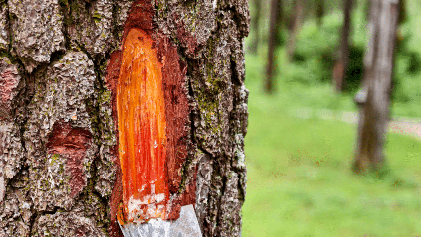Darum riecht Zirbenholz so intensiv