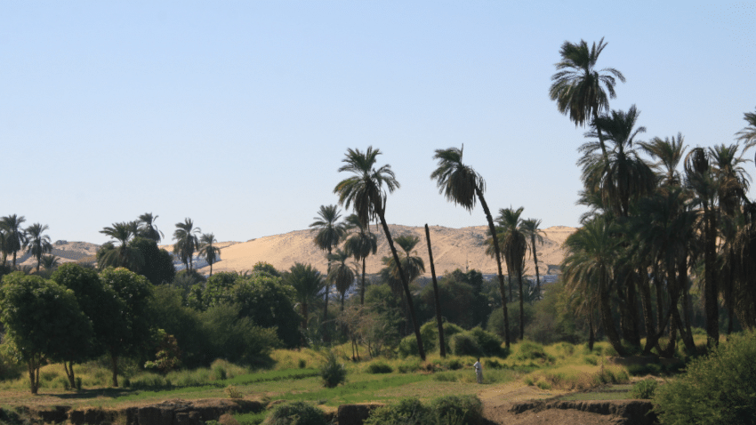 Worauf sollte man beim Kauf von Schwarzöl Kapseln achten?