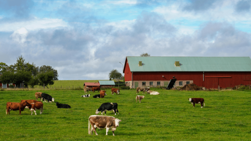 Welcher Online-Anbieter für Fleischversand passt am besten zu dir?