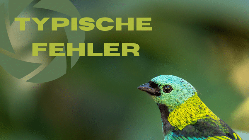 Typische Fehler beim Fotografieren durchs Spektiv