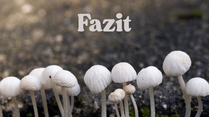 Fazit zum Thema: Biobasierte Textilbeschichtung, die aus Pilzrsten gewonnen wird