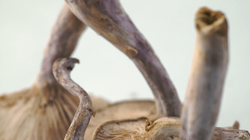 Die Idee der Forschenden ist, aus Pilzresten – etwa den Stängeln – Chitosan zu extrahieren und daraus eine Schutzschicht für Kleidung herzustellen.