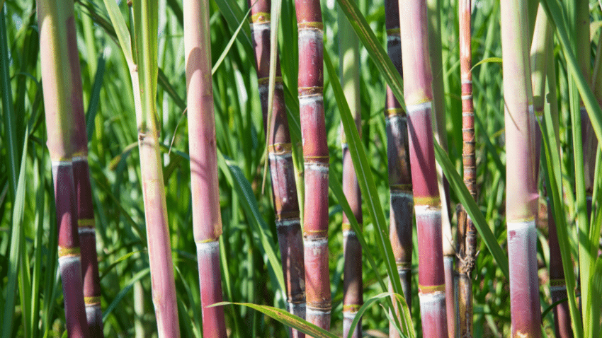 Was vegane, biobasierte + wiederverwendbare Press-on Nails so gut macht