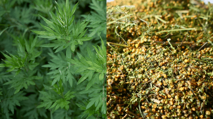 Artemisia vulgaris und Artemisia annua: Der wichtige Unterschied