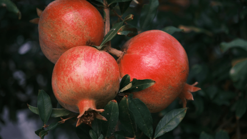 Granatapfel oder Supplement | Woher bekommt man Urolithin A?