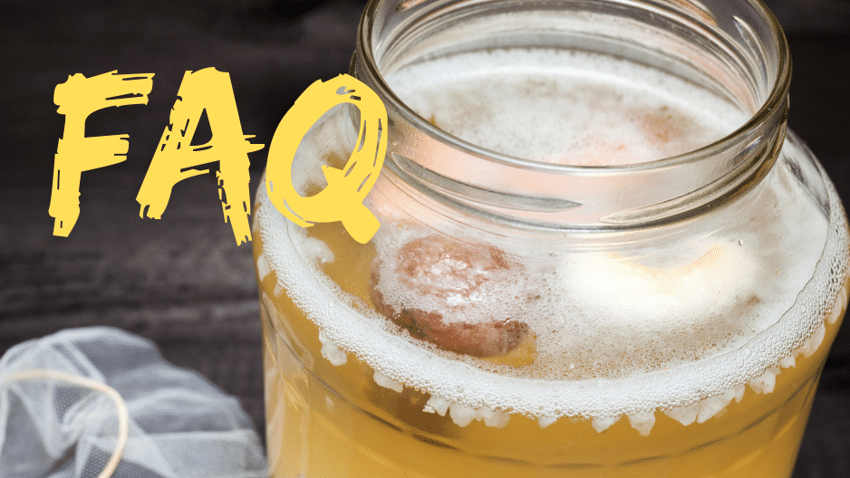 FAQ | Häufige Fragen zu Wasserkefir