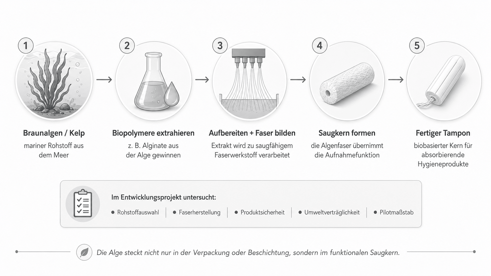 So wird der Algentampon hergestellt, einfache Erklärung