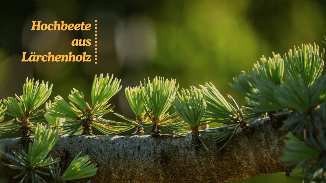 Hochbeet aus Lärchenholz kaufen | 4 Modelle im Vergleich