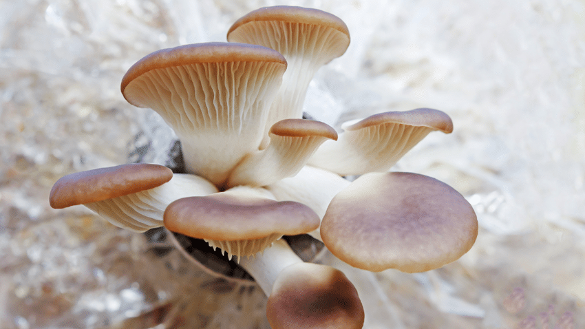 MushroomSkin kombiniert Reststoffe aus der Pilzzucht mit Lyocell, Viskose und Naturkautschuk.