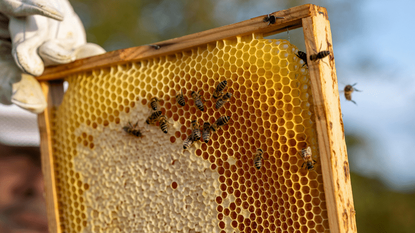 Beim Projekt Maízein Movement wird Zein mit Bienenwachs kombiniert und an die Cellulosefasern des Stoffes gebunden.