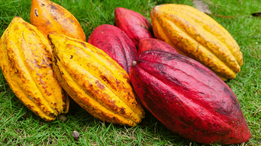 Schokolade aus kultiviertem Kakao wird herkömmliche Schokoprodukte voraussichtlich ergänzen, aber nicht ersetzen.