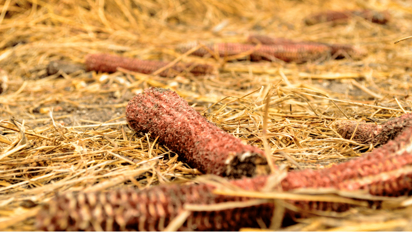 Welche Biomasse eignet sich?