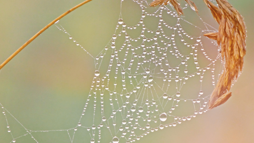 Was ist AMSilk-Seide?