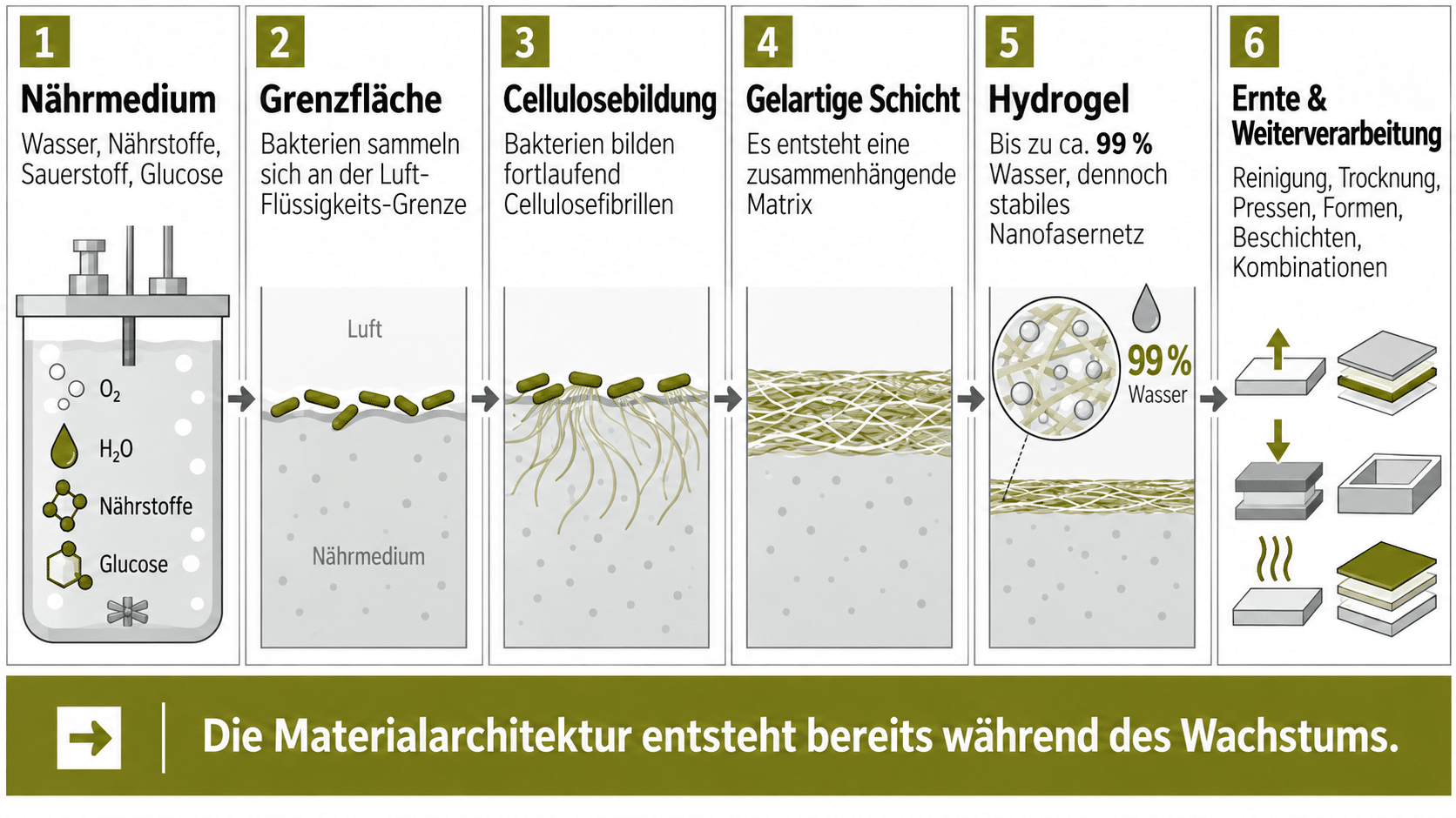 Wie wächst Cellulose im Bioreaktor?