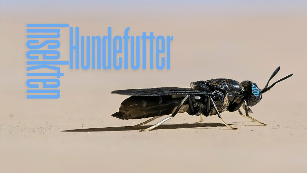 Insektenfutter für Hunde im Vergleich | 4 gute Sorten mit Insektenprotein