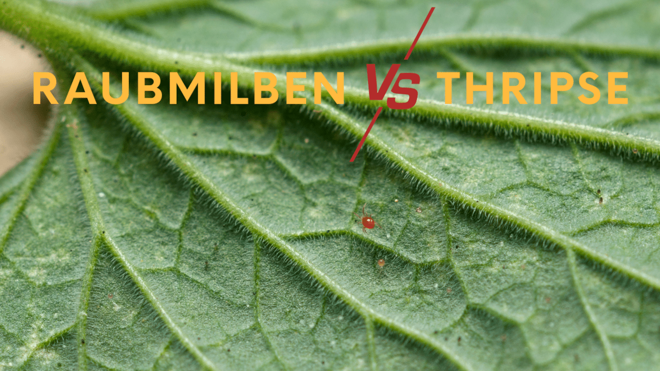 Raubmilben gegen Thripse | Welche helfen bei Zimmerpflanzen?
