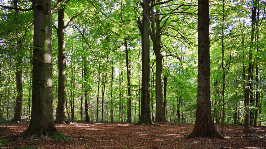Wie nachhaltig ist allnatura wirklich?