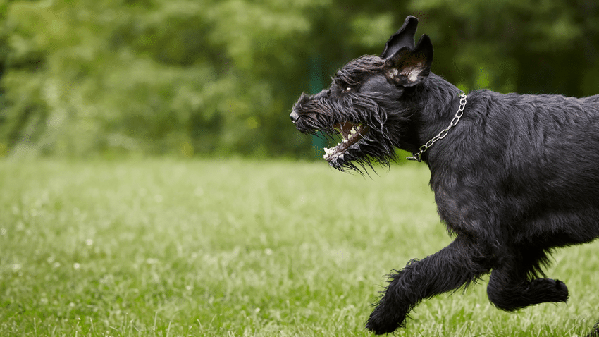 Details | Die 4 Hundefutter mit Insektenprotein