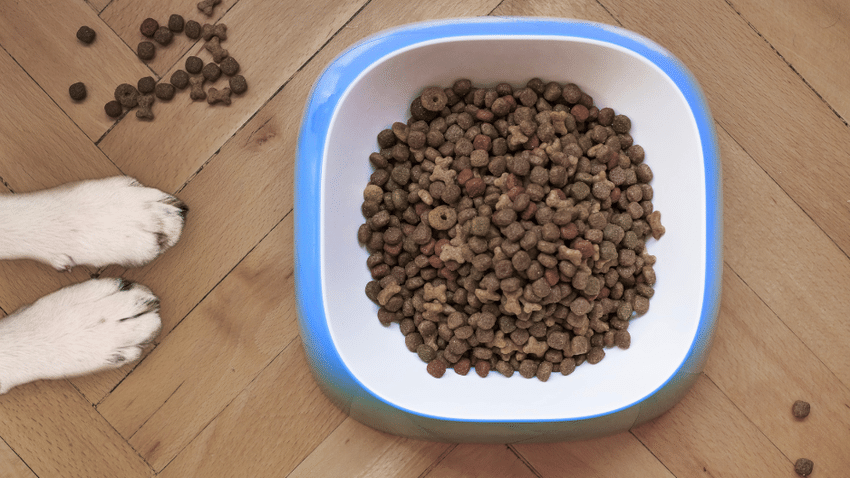 Worauf sollte man bei Insekten-Hundefutter achten?