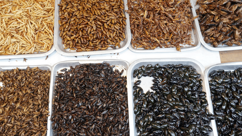Ist Insektenprotein gesund für Hunde?
