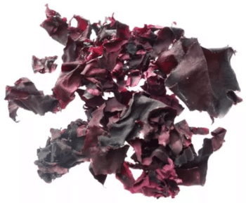 Dulse | Milde Rotalge mit nussigem Aroma